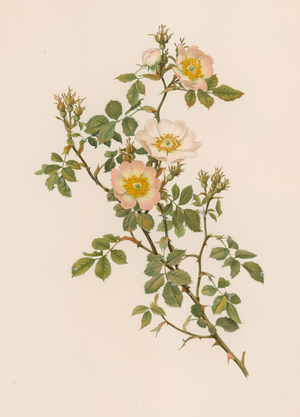 English Rose (colour litho)