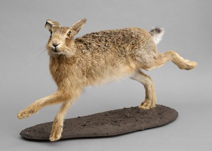 Lepus europaeus (taxidermy)