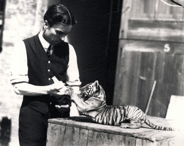 Tiger cub being fed by keeper Harry Warwick, 1914 (b/w photo)
