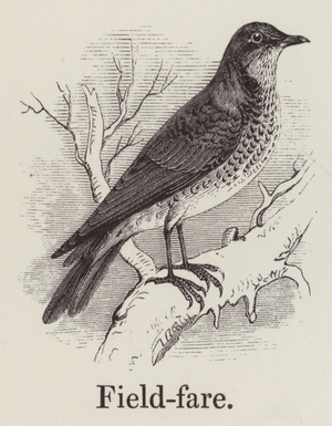 Fieldfare (engraving)