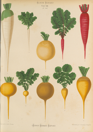 Radishes and turnips, c.1876-82 (colour litho)