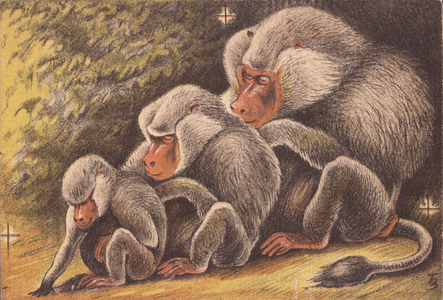 Baboons, 1948 (litho)