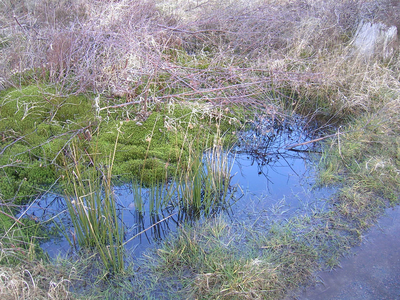 Boggy land at Culloden Moor battlefield (photo)