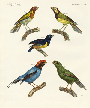 Beautiful foreign birds (coloured engraving)