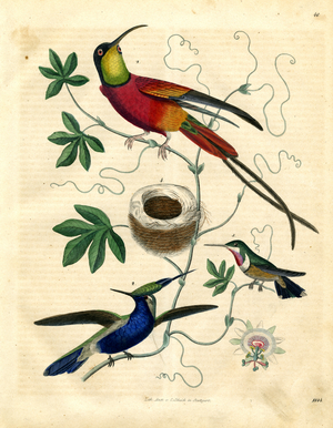 Hummingbird Species with Nest and Passion Flower (hand-coloured litho)