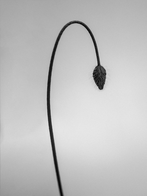 Amid the Flowers 39, 2021 (b/w photo)