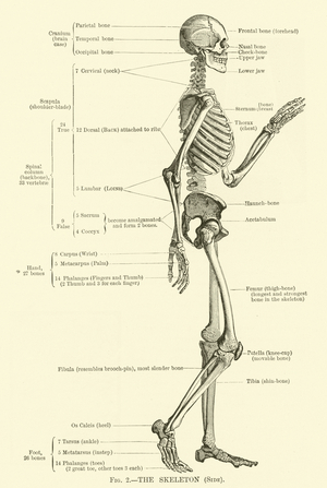 The Skeleton, Side (engraving)