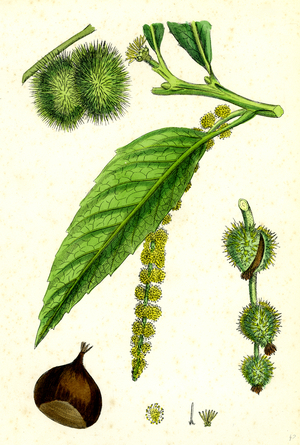 Castanea Vulgaris Sweet Chestnut