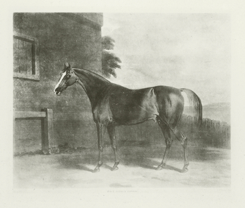 Pot8o's, foaled 1773 (b/w photo)