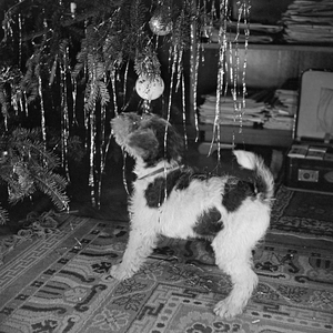 A little puppy playing with a christmas bauble, Germany 1930s (b/w photo)