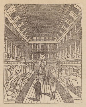 Museum of the College of Surgeons (engraving)