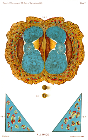 Allspice, Report of the Commissioner of Agriculture, US Dept of Agriculture, Illustration, 1888