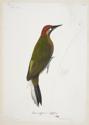 Laced Woodpecker, male (possibly) "Picus vittatus"

 from the Raffles Collection, One hundred and twenty-nine drawings in watercolour of birds from Sumatra, 1820 (w/c on paper)