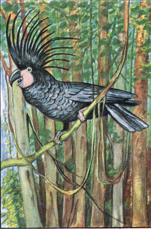 Parrots, birds, Black Parrot, from colour Liebig cards, 1940's (colour litho)
