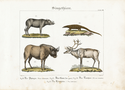 Exotic Mammals: Pangolin, Wildebeest, Reindeer and Babirusa, 1821 (lithography)
