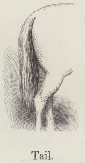 Tail (engraving)
