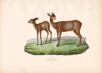 Cape Grysbok, 1848 (lithography)