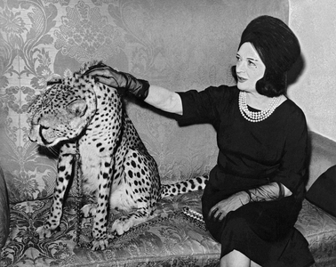 Pola Negri with her leopard, 27th October 1963 (b/w photo)