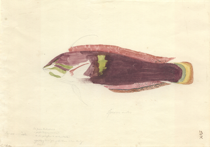 Lethrinus nebulosus