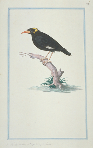 Gracula religiosa