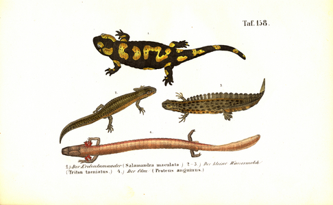 Salamanders and Newts in Various Developmental Forms, 1850 (lithography)