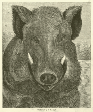 Wild Boar (engraving)