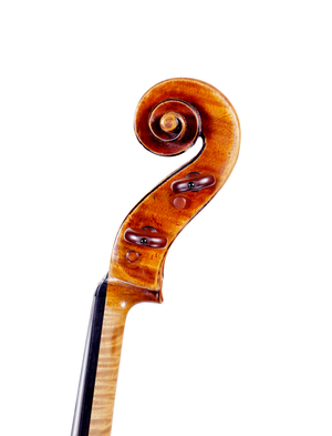 Viola 'Archinto' by Antonio