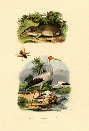 Tenrec, 1833-39 (coloured engraving)