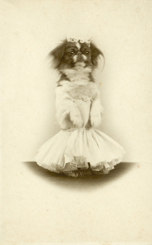 Small dog in a tutu (colour litho)