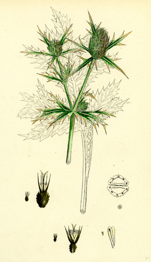 Eryngium Campestre Field Eryngo
