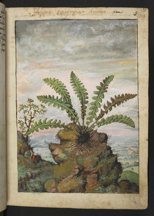 Full page botanical painting of Asplenium scolopendrium or 'Argentina' (Silverweed) growing on a rock with a man in a hat sitting nearby and a mountain landscape with a walled town in the background.