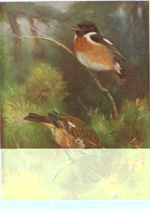 Stonechats, illustration from 'British Birds' by Kirkman & Jourdain, 1966 (colour litho)