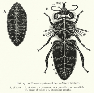 Nervous system of bee (engraving)