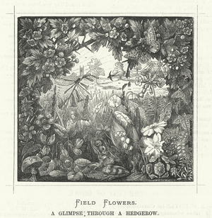 Field Flowers, a Glimpse through a Hedgerow (engraving)