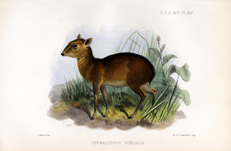 Bay Duiker (print)