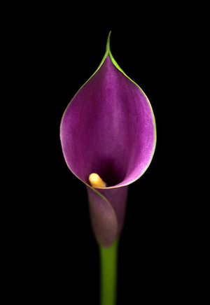 Deep Purple Calla lily (photo)
