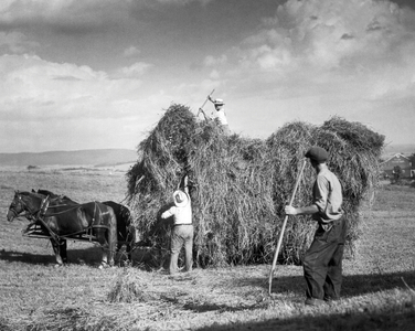 Harvesting Hay, c.1922 (b/w photo)