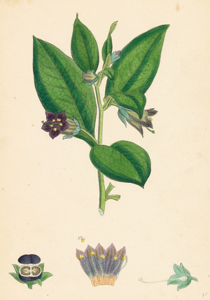 Atropa Belladonna Deadly Nightshade