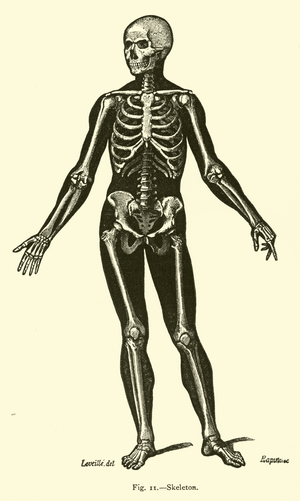 Skeleton (engraving)