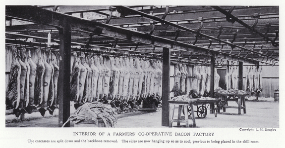 Interior of a farmers' co-operative bacon factory (b/w photo)