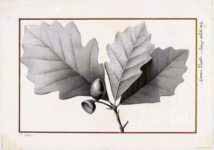 Quercus discolor, c.1801 (watercolour)