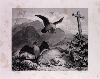 Reynard and Merknau