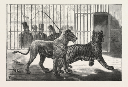 Moving the Carnivora, Lions, to the New Houses at the Zoological Gardens, London, Engraving 1876, UK
