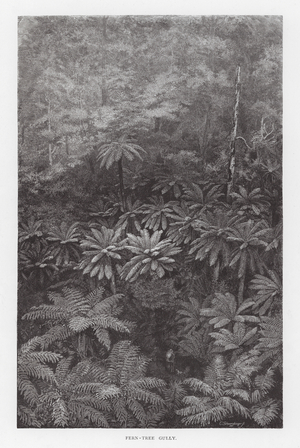 Fern-Tree Gully (engraving)