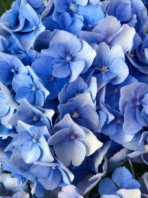 Composition - Flowers, 2019 (photo)