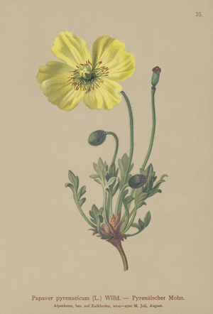 Pyrenean poppy (Papaver pyrenaeicum, Papaver alpinum sub.) (colour litho)