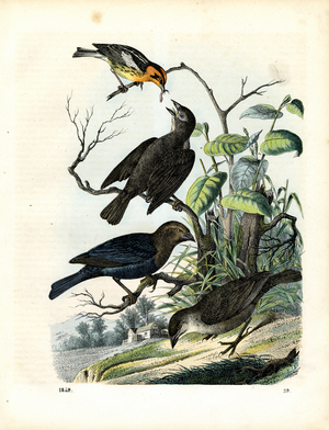 Native Songbirds of the Starling Family (hand-coloured litho)