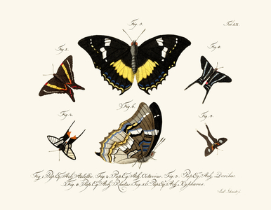 Butterflies, 1783-1806 (coloured engraving)