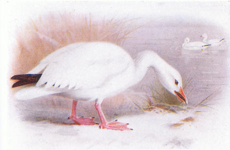 Snow Goose (colour litho)