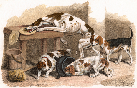 Dogs, 1810 (hand-coloured etching)